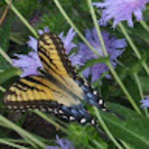 Meet your Posher, Wendy